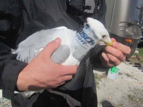 El pelícano y la gaviota fueron encontrados el lunes por visitantes del Big Pine Key Fishing Lodge quienes notaron los anillos hechos de latas de cerveza en los cuellos de las aves. Una de las personas utilizó su navaja para cortar los metales.