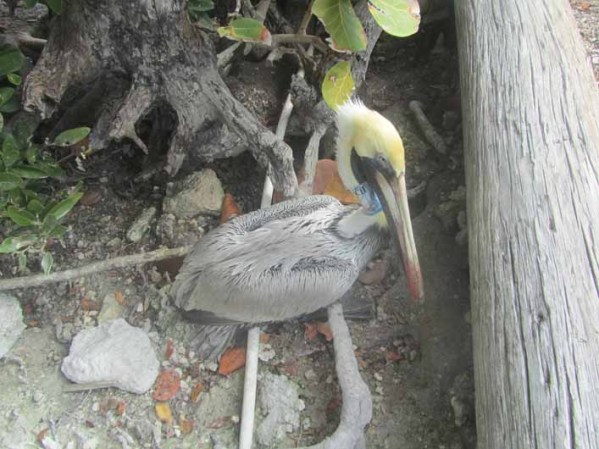Por su parte, la gaviota estaba demacrada, pero se le colocó una sonda intravenosa y fue alimentada con sopa de pescado a través de un tubo. También se espera que se recupere.