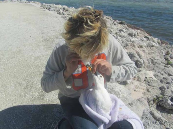 "He visto heridas de diferentes tipos en distintos animales, pero nada como esto", dijo Totman en un comunicado.