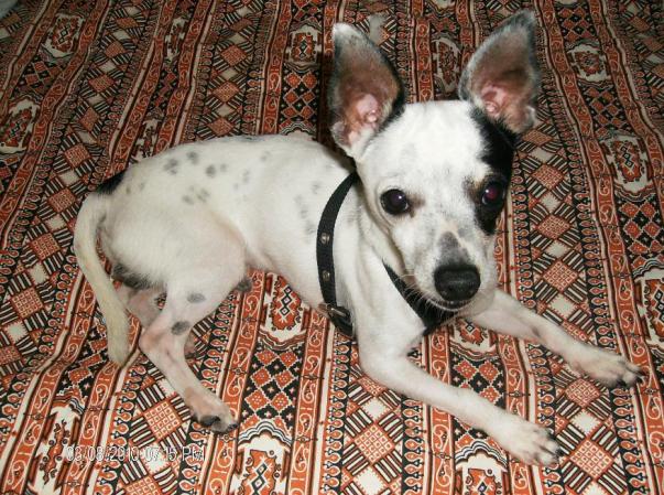 Cocco!
