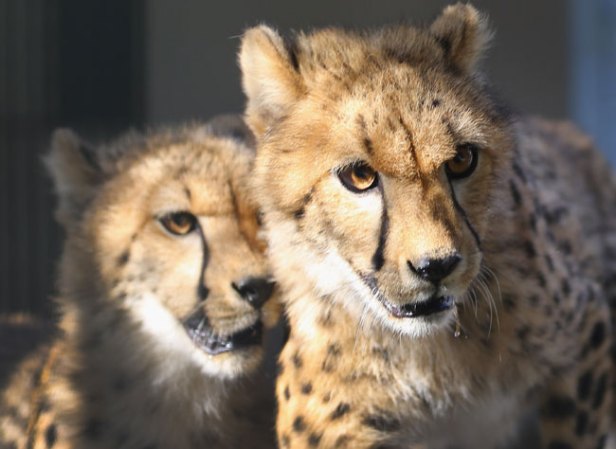 Estos veloces animales no van a tardar nada en convertirse en los nuevos embajadores del zoo.