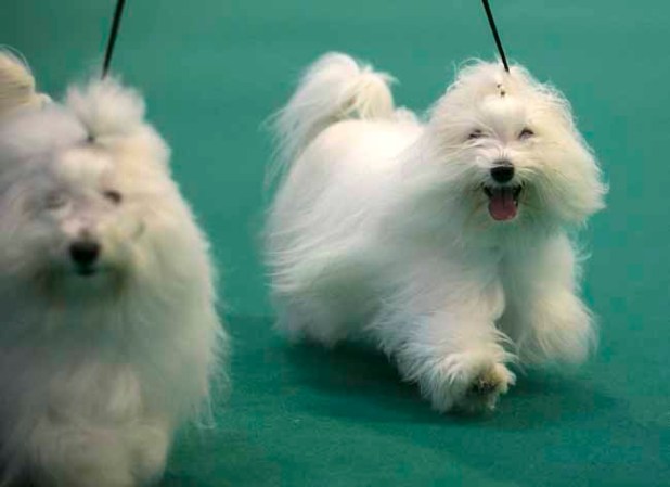 Estas mascotas están... para comérselas.