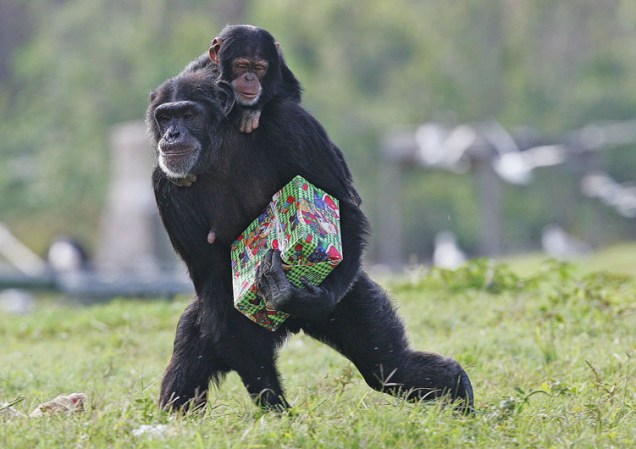 Los chimpancés han reciebido regalos envueltos y hasta la visita de Santa Claus.