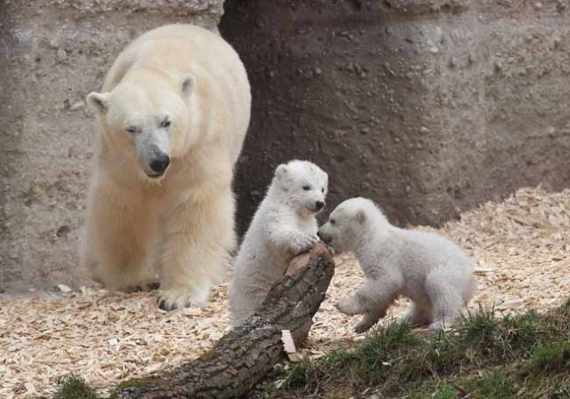 Los inquilinos más tiernos del zoológico.