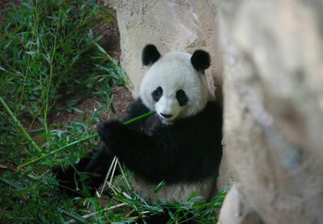 Por ver a un oso:<br />Una estudiante publicó un anuncio en Craigslist.com proponiendo masturbar a la persona que le consiguiera entradas para ver al oso panda Tai Shan, el pasado diciembre. La joven dijo que si la persona era atractiva, incluso le haría el sexo oral.