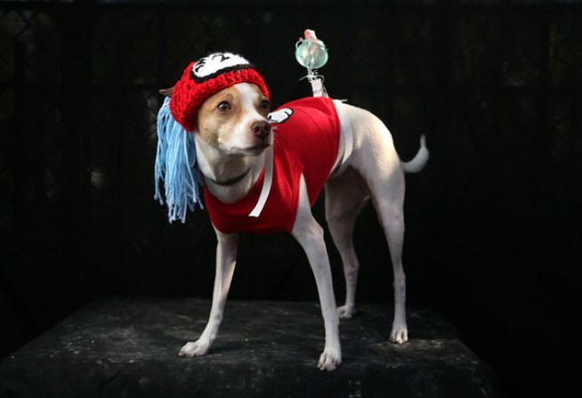 Varias mascotas se dieron cita al desfile “Tompkins Square Halloween Dog Parade” de Nueva York , una fiesta de Halloween para perros por todo lo alto.