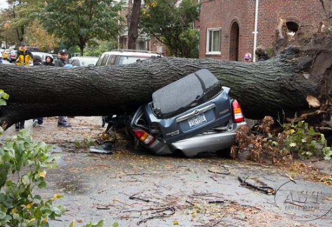 Arbol aplasta auto.