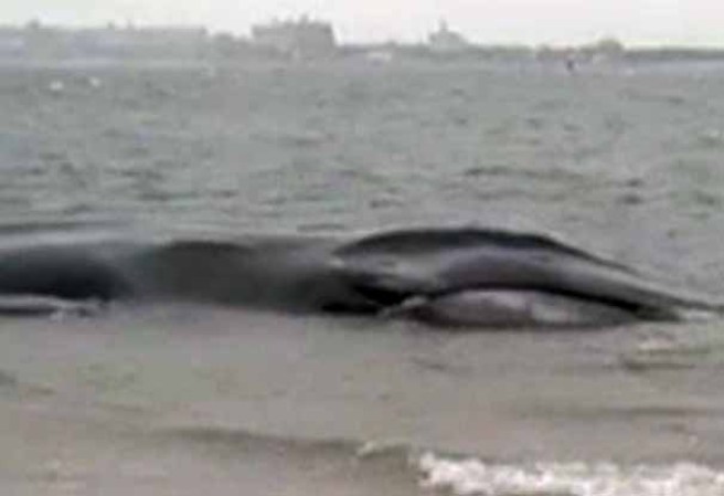 El gigante mamífero mide unos 60 pies de largo.
