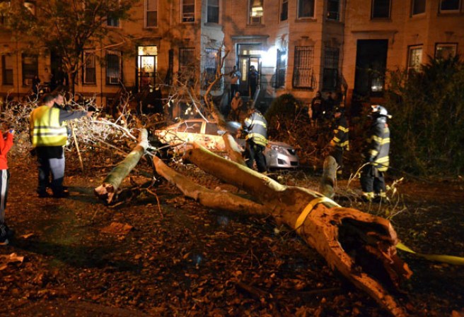 Arbol caído desde Brooklyn.