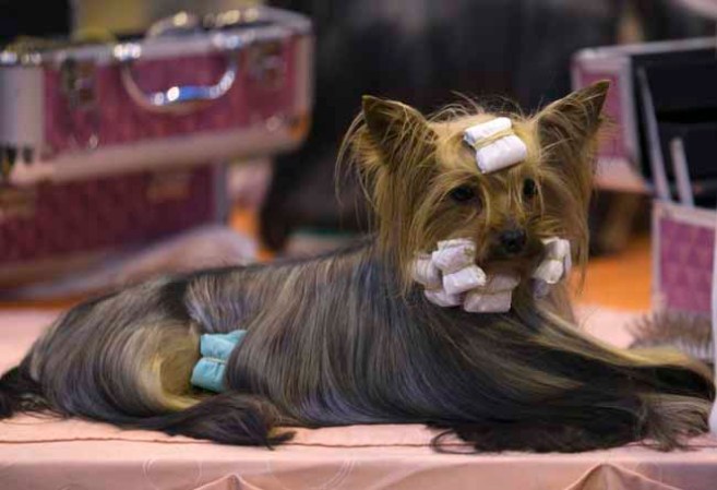 Estas mascotas están... para comérselas.