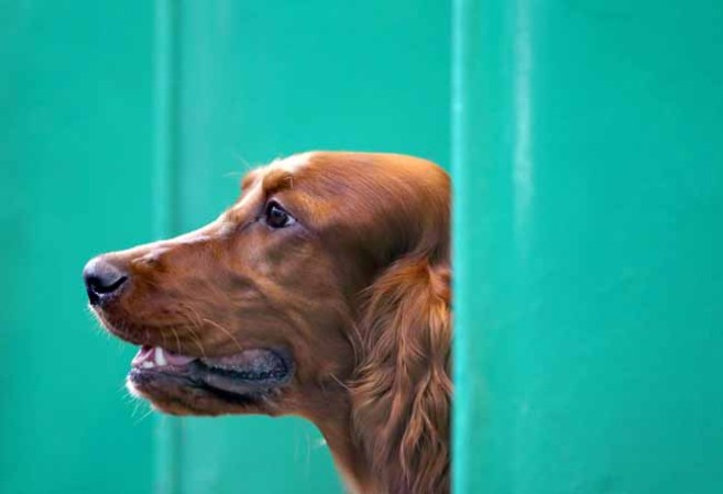 Estas mascotas están... para comérselas.