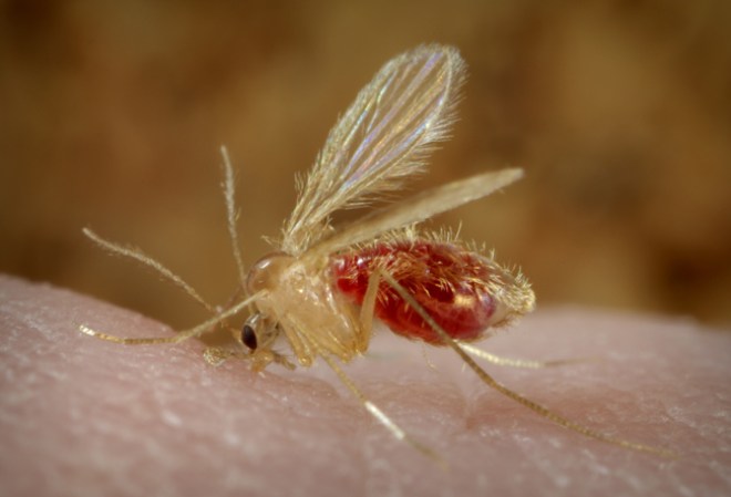 Leishmaniasis es una enfermedad transmitida por vectores con un amplio espectro. Está directamente relacionada con la pobreza, pero también se ve influenciada por factores ambientales y climáticos.