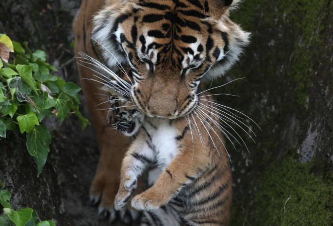 El tigre de Sumatra es el más pequeño de los tigres que sobreviven en la actualidad.