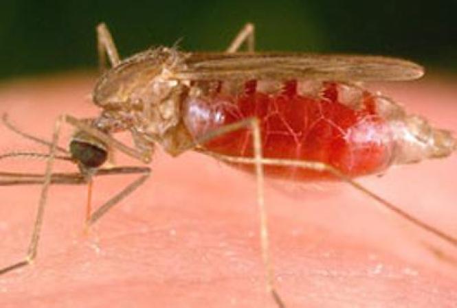 1. El animal más mortífero es uno de los más diminutos, el mosquito, causante de dos millones de muertes al año ya que trasmite peligrosas enfermedades.