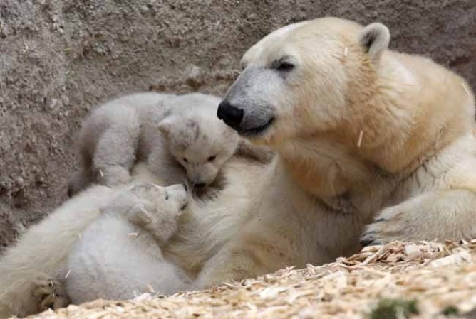 Los inquilinos más tiernos del zoológico.