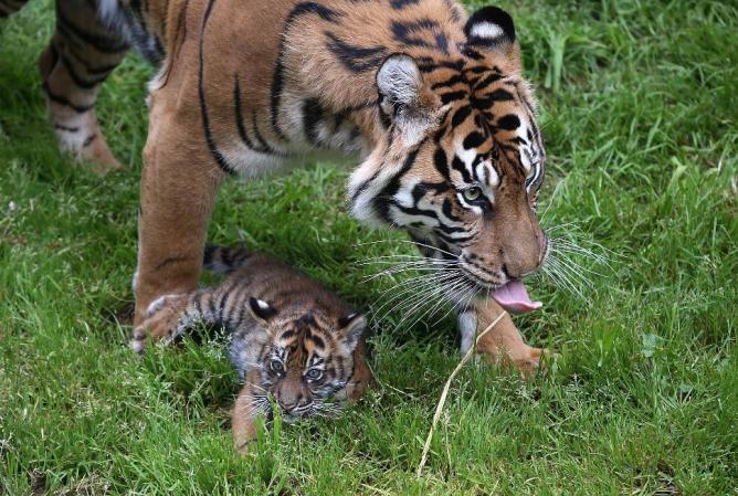 Aunque hasta el siglo XX se podían encontrar otras dos subespecies como el tigre de Java y el de Bali, también originarios de Indonesia.