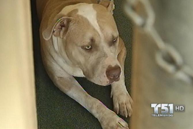 Si nadie reclama al pitbull (y paga las multas), el animal tiene sus días contados.
