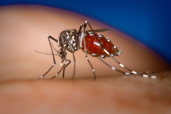 Fiebre amarilla es una enfermedad vírica aguda, hemorrágica, que es endémica en áreas tropicales de África y América Latina.