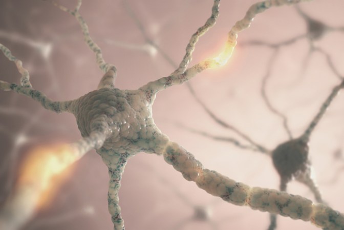 Las neuronas, las piezas fundamentales de tu cerebro. Las diferencias en las conexiones entre las neuronas, son lo que hacen que nuestros cerebros sean únicos.