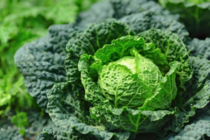 La col es rica en carotenoides esenciales para la salud de los ojos. Además, está cargada de ácido fólico y vitaminas como la A, C y K .