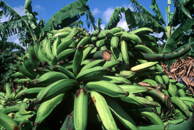 El plátano es consumido en el país de diversas maneras. Se come mucho como tostones y como mangú.