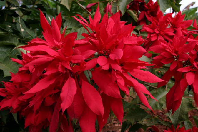 Las flores de pascua, especialmente en color rojo, no pueden faltar en la decoración navideña.