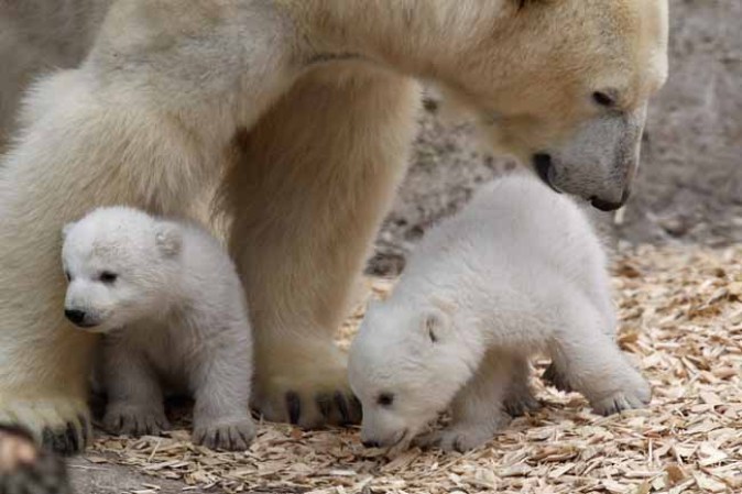 Los inquilinos más tiernos del zoológico.