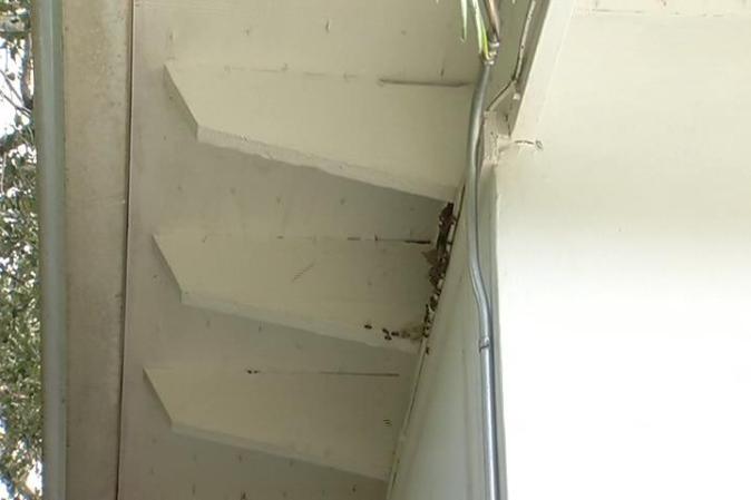 Descubrieron panales de abejas que se extendían a través del techo y las paredes. Miles de estos insectos pululaban tanto en el interior como en el exterior de la vivienda. Las paredes estaban llenas de miel.