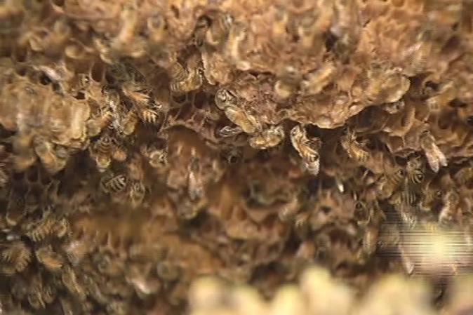 Un primer plano de un panal de abejas.