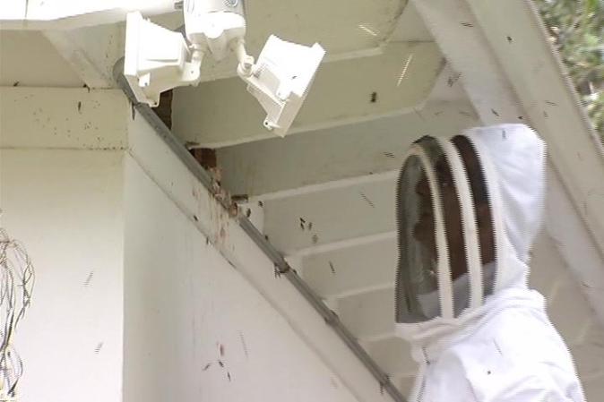Un experto dijo que en la casa habían estado viviendo alrededor de 60,000 abejas.