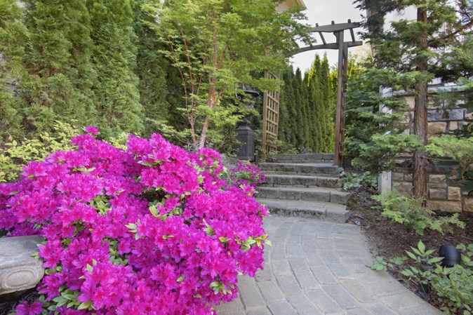 Además de ser muy hermosa, la azalea elimina el amoníaco en el ambiente.