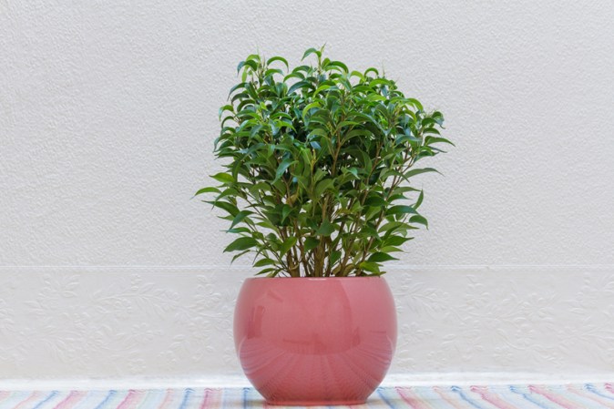 Se cree que el Ficus Benjamina elimina el exceso de formaldehidos en el ambiente.