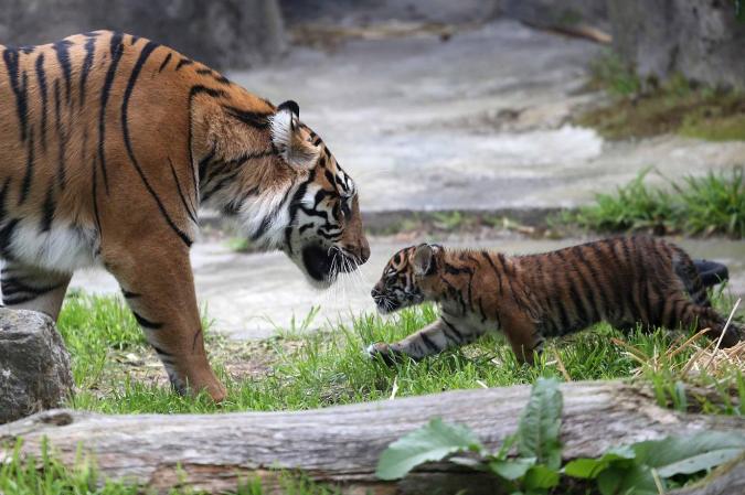 SAN FRANCISCO, CA - APRIL 12: A two-month-old Sumatran tiger cub plays with its mother, Leanne, in their enclosure at the San Francisco Zoo on April 12, 2013 in San Francisco, California. The san Francisco Zoo introduced a two-month-old Sumatran tiger cub to the public for the first time since it was born. (Photo by Justin Sullivan/Getty Images)