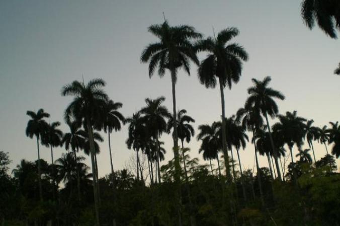 palmar... cerca de Sta Maria del Rosario