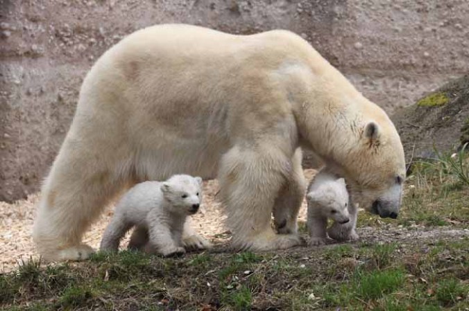 Los inquilinos más tiernos del zoológico.