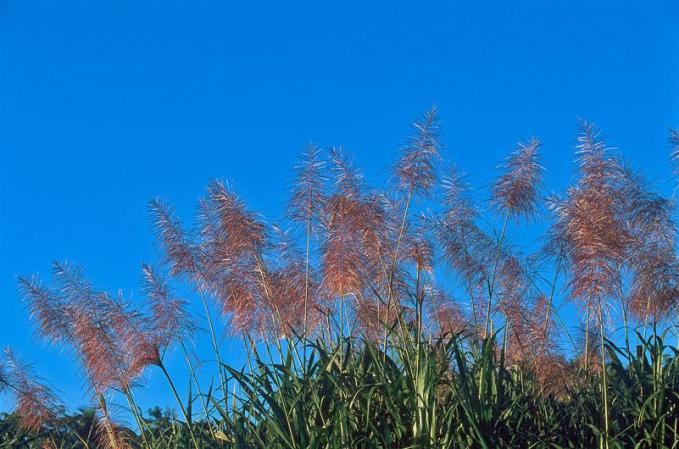 Campo de caña de azúcar.