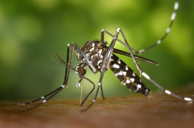 Dengue, se adquiere por la picadura del mosquito Aedes Aegypti. El dengue no se transmite de persona a persona
