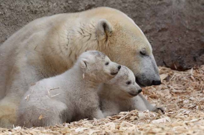 Los inquilinos más tiernos del zoológico.