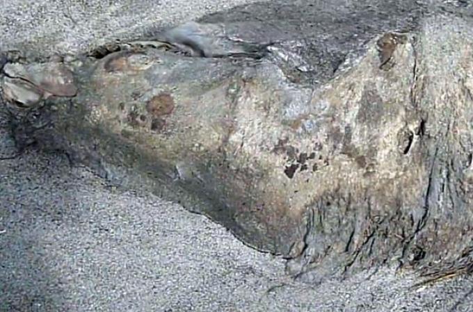 Una extraña y monstruosa especie fue encontrada zanjada a orillas de una playa en Nueva Zelanda. Algunos expertos especulan que pudiera tratarse del cuerpo de una orca asesina.