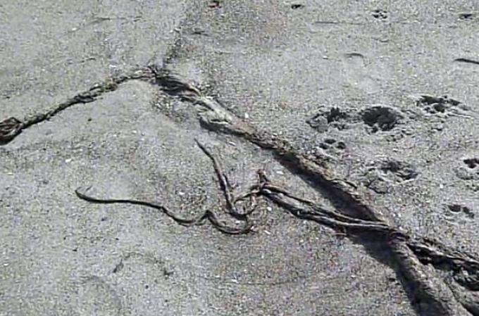 Una extraña y monstruosa especie fue encontrada zanjada a orillas de una playa en Nueva Zelanda. Algunos expertos especulan que pudiera tratarse del cuerpo de una orca asesina.