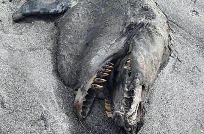 Una extraña y monstruosa especie fue encontrada zanjada a orillas de una playa en Nueva Zelanda. Algunos expertos especulan que pudiera tratarse del cuerpo de una orca asesina.