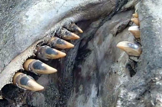 Una extraña y monstruosa especie fue encontrada zanjada a orillas de una playa en Nueva Zelanda. Algunos expertos especulan que pudiera tratarse del cuerpo de una orca asesina.