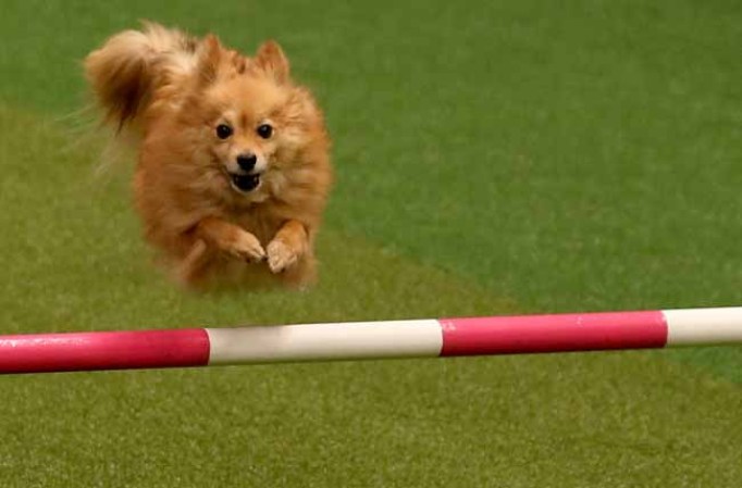 Muchos cuidadores se gastan fortunas en acicalar y preparar a sus mascotas para competir.