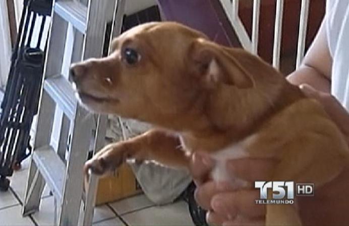 El animal agresor fue inicialmente a por el chihuhua.
