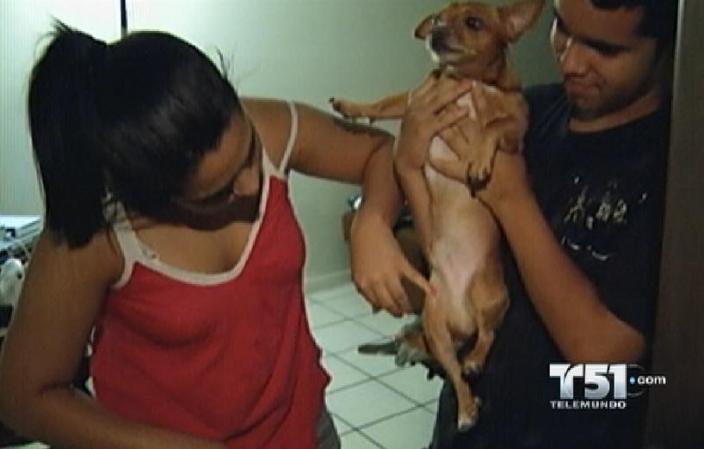 El chihuahua también quedó herido, con un mordisco en la cola y en una pata.