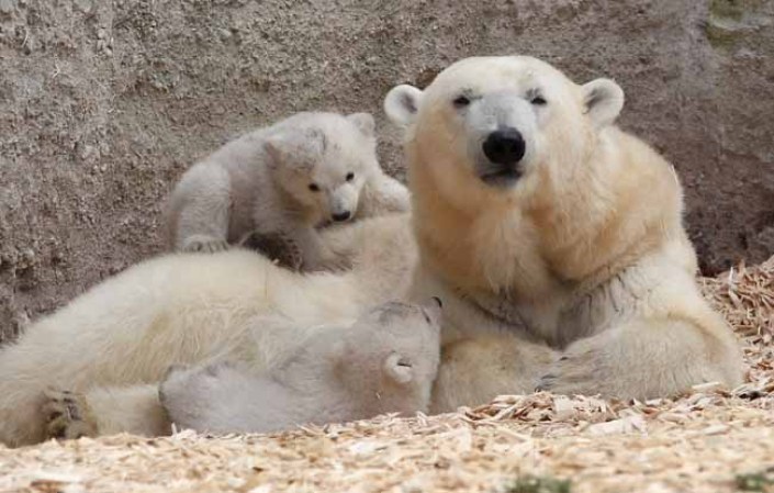 Los inquilinos más tiernos del zoológico.