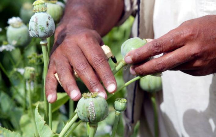 Campo de amapola en Bora-Bora, Afganistán, importante centro de producción del opio que va por la ruta del norte.