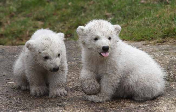 Los inquilinos más tiernos del zoológico.
