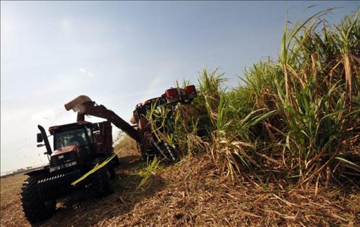 24 DE JUNIO, 2013. El cultivo de la caña de azúcar suscita escaso interés entre los cubanos que se acogen al plan de entrega de tierras agrícolas ociosas.