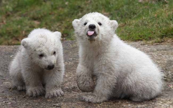 Los inquilinos más tiernos del zoológico.